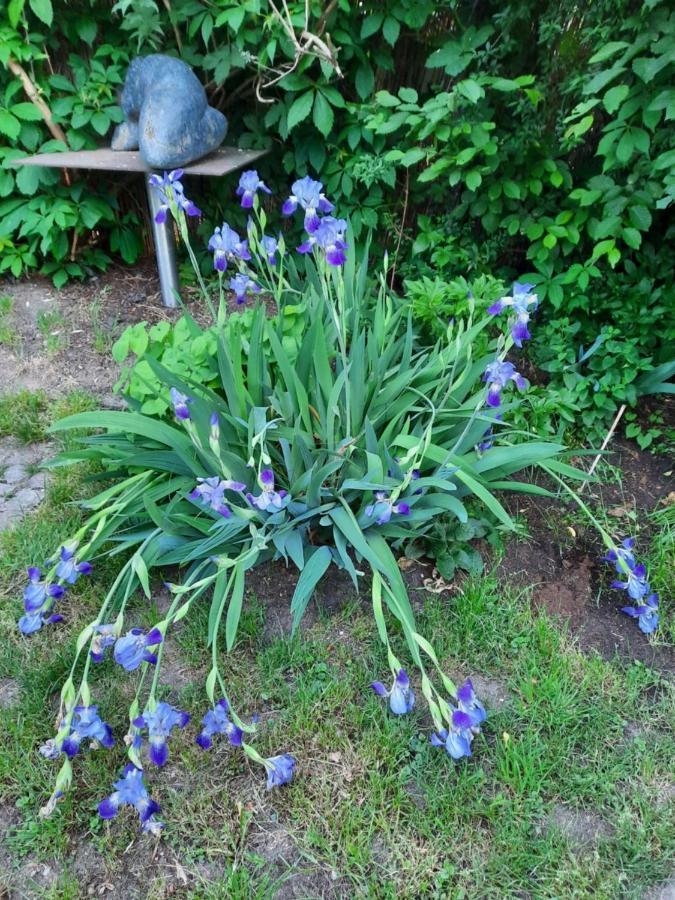 Appartamento Kunstoase Am Blauen Haus Dresda Esterno foto